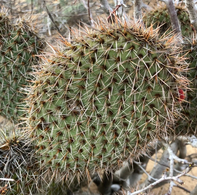 Opuntia pycnantha cutting