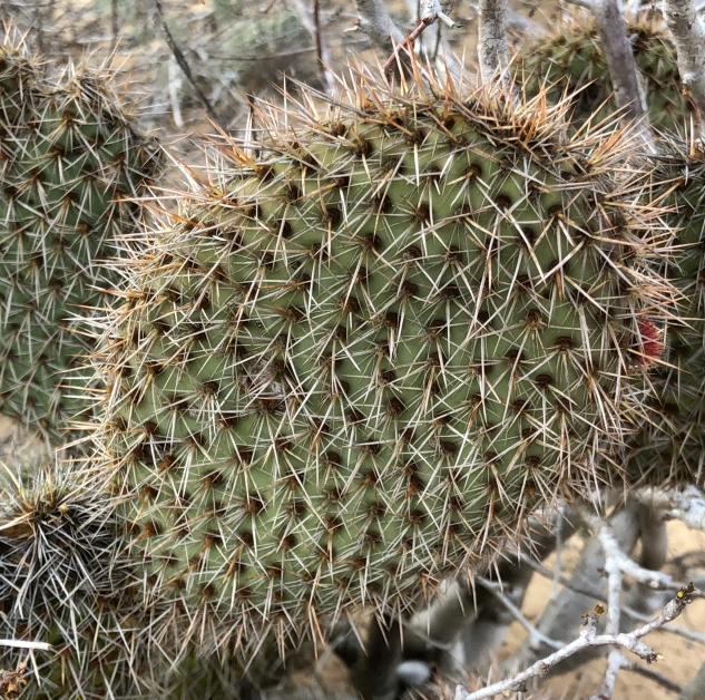 Opuntia pycnantha cutting – Cactaceae Storeiencius