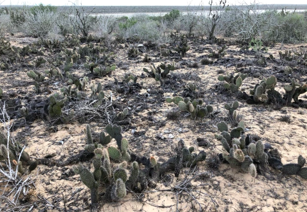 Opuntia pycnantha cutting