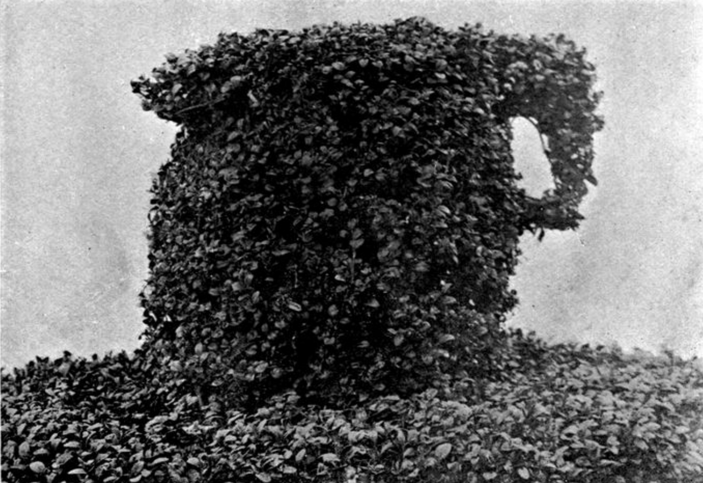 Taxa Shirt 11: Hedge Menageries