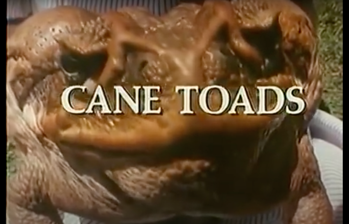 その他 Cane Toads: An Unnatural History [DVD] Amazon.com: Cane Toads: The Conquest 3D (2010) ( Cane Toads