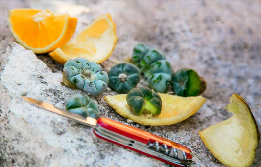 Lophophora williamsii - KIDS!