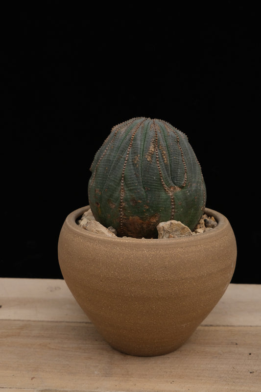 Urn Pot