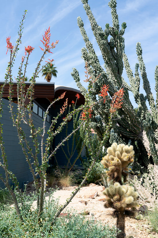 The Desert Wave House