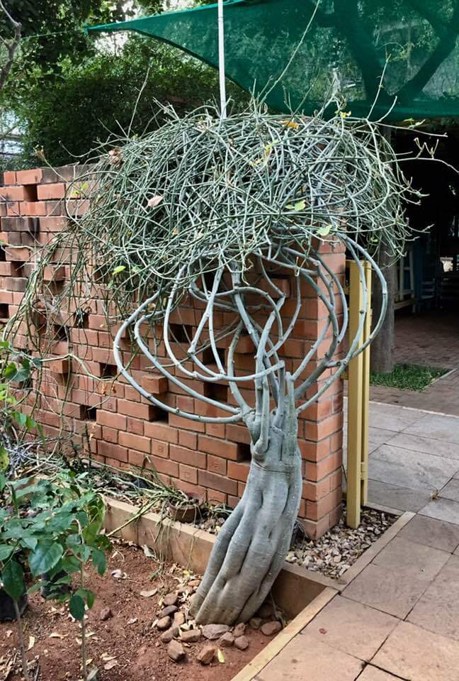 Adenia venenata seedling