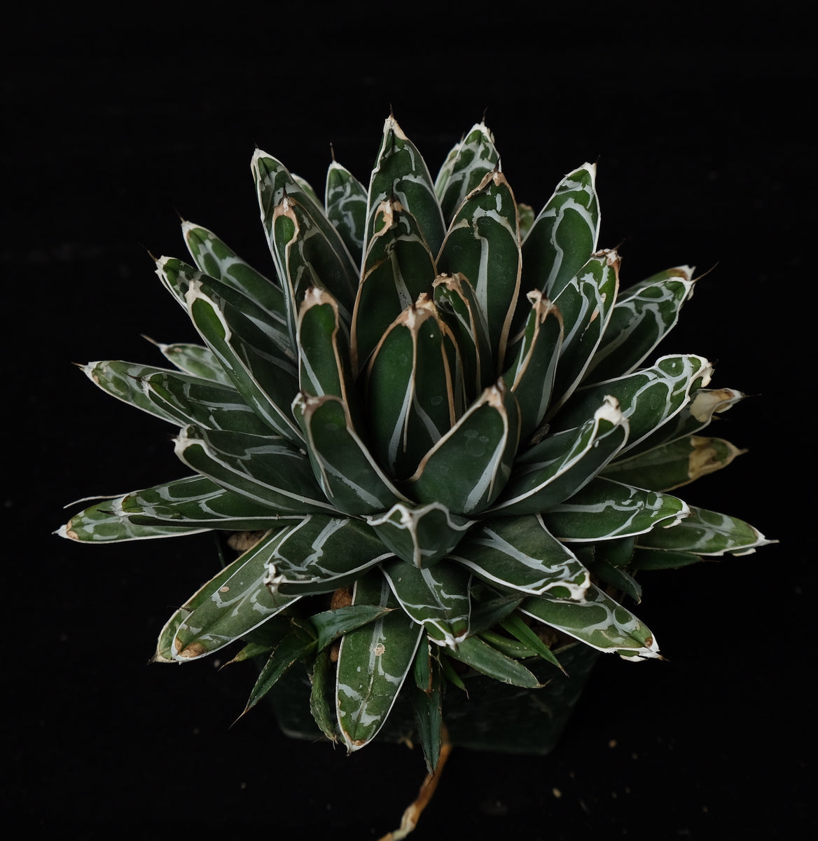 Agave victoriae-reginae f. compacta – Cactaceae Storeiencius