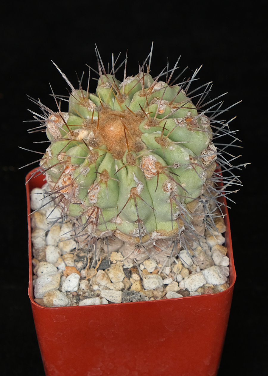 Copiapoa cinerea var. albispina