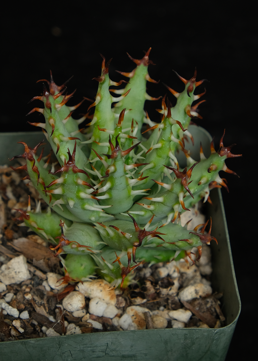 Aloe erinacea