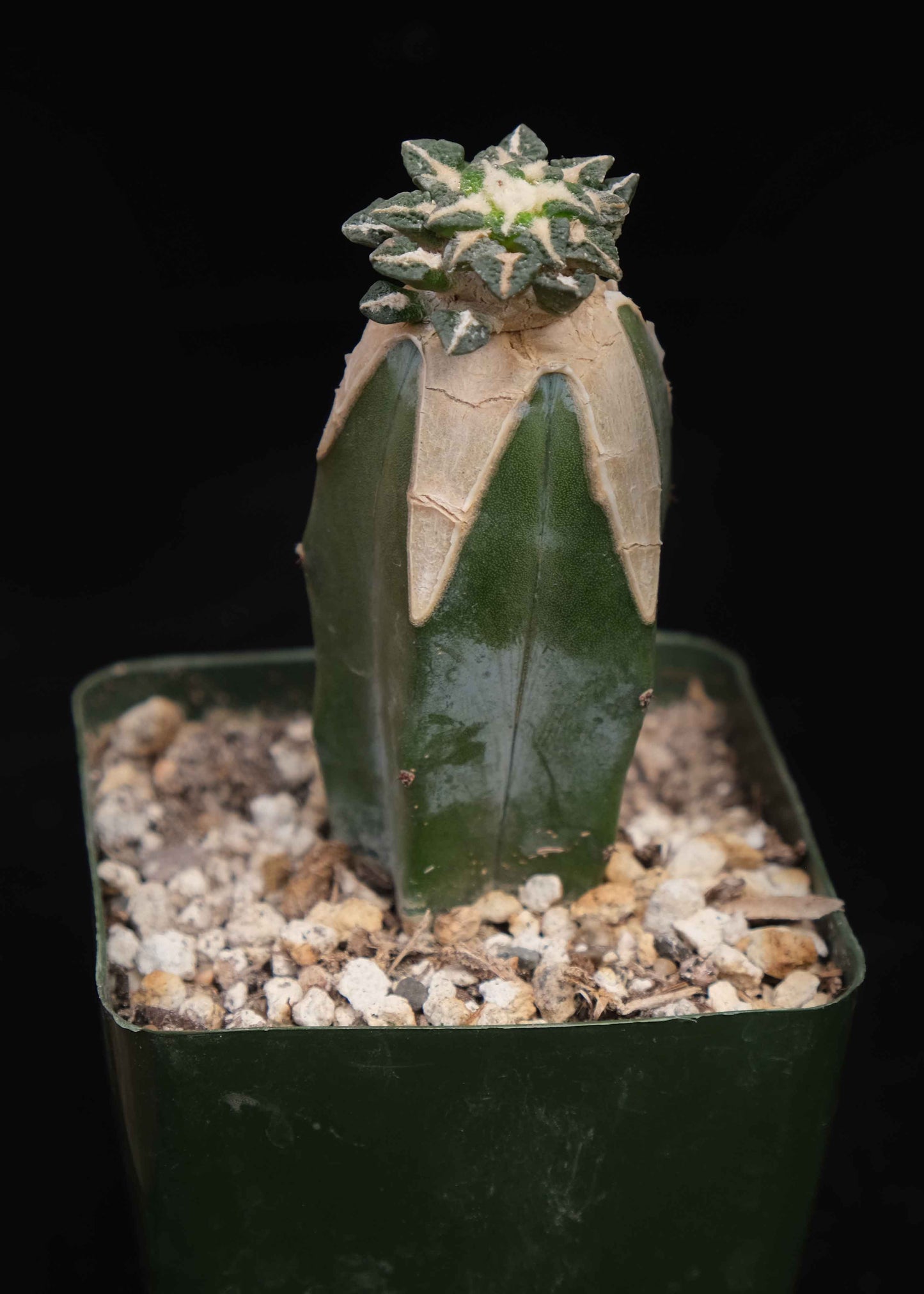 Ariocarpus kotschoubeyanus graft