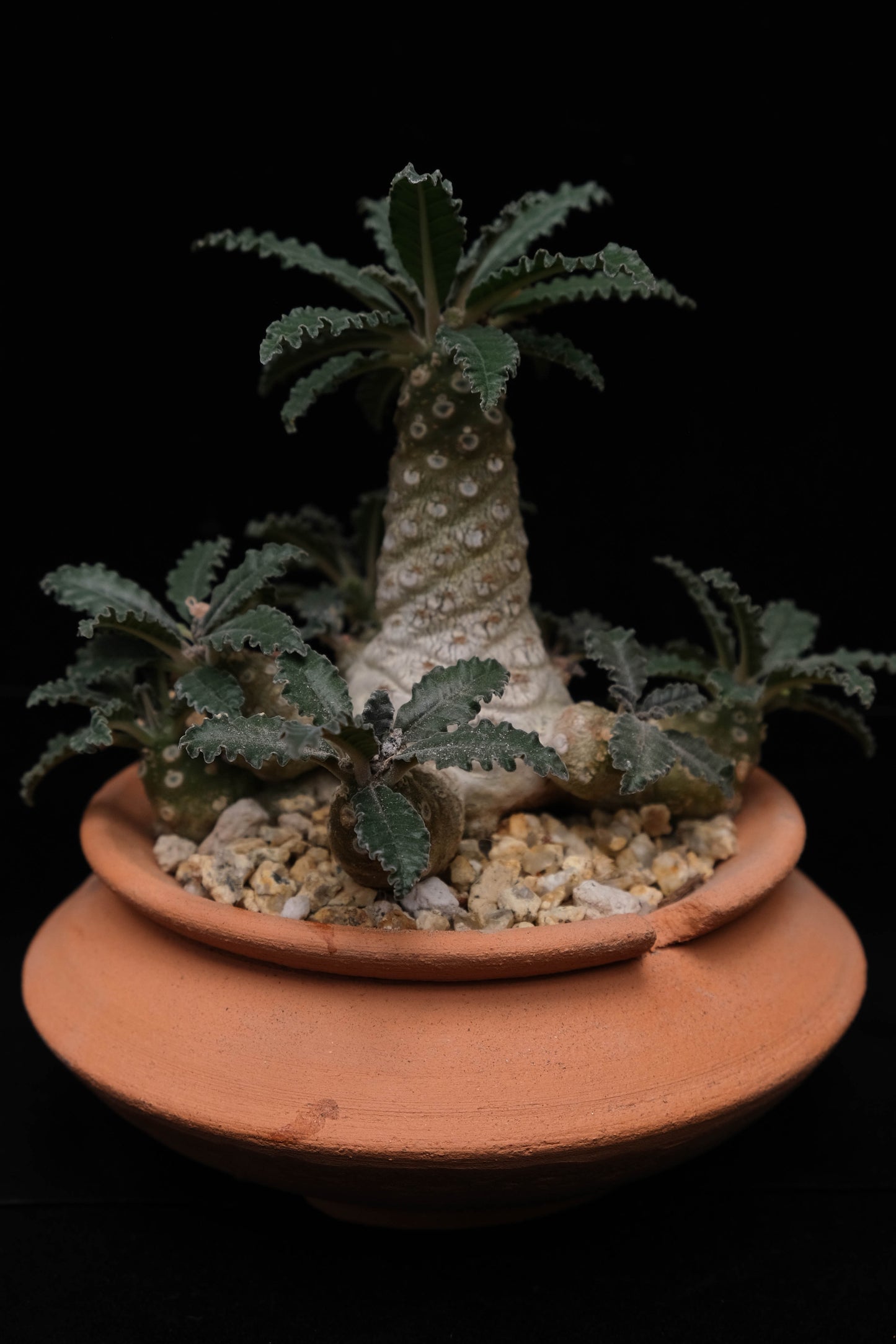 Ashtray (Terracotta)