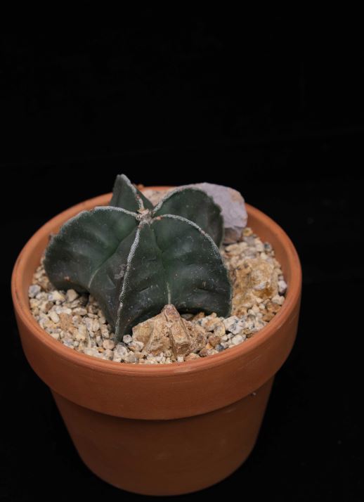 Astrophytum hybrid  Cactaceae Storeiencius