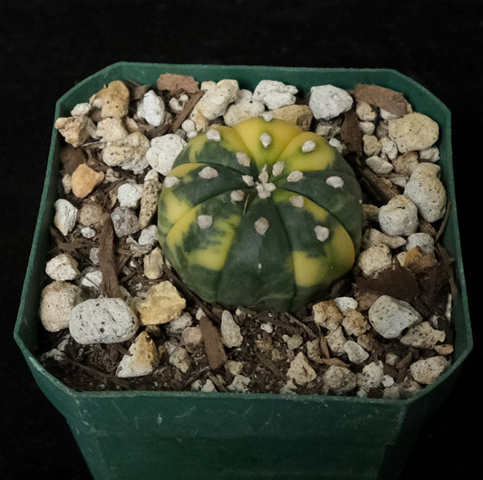 Astrophytum asterias variegata