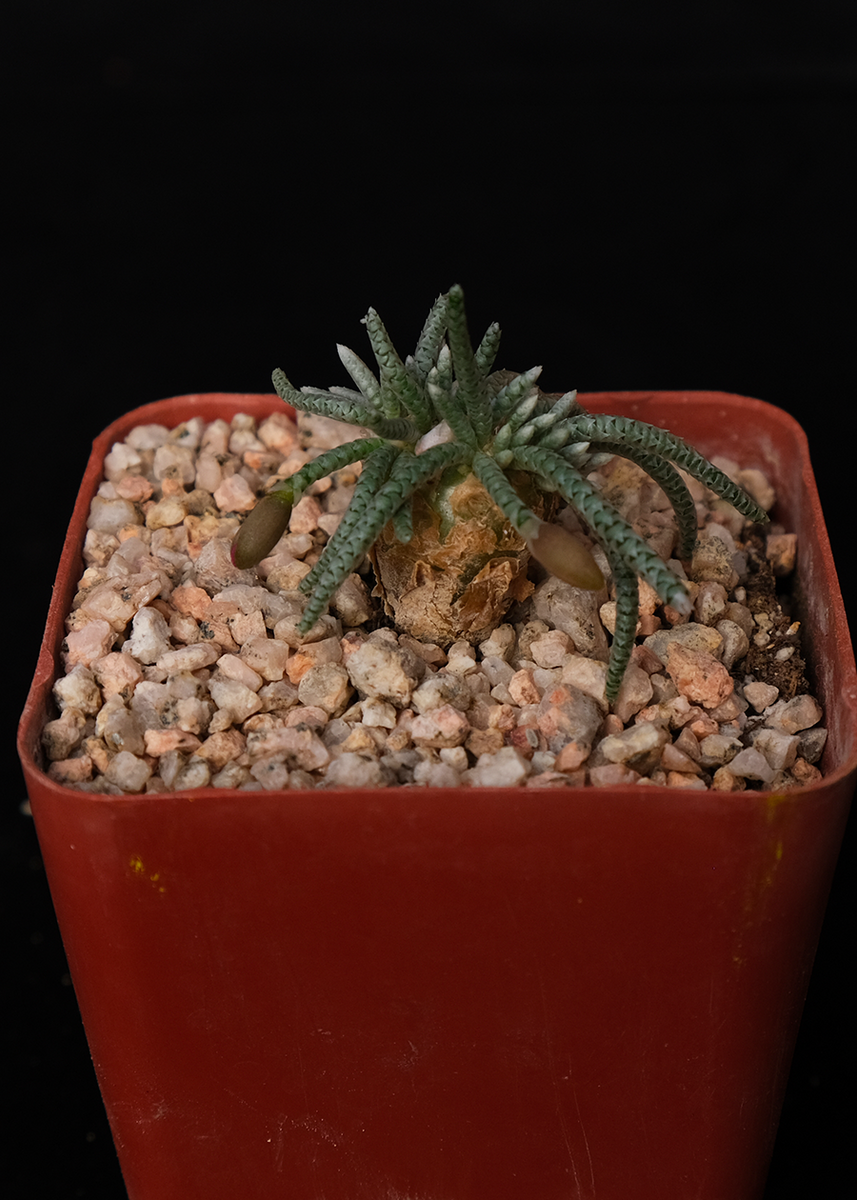 avonia succulent Avonia quinaria – Cactaceae Storeiencius