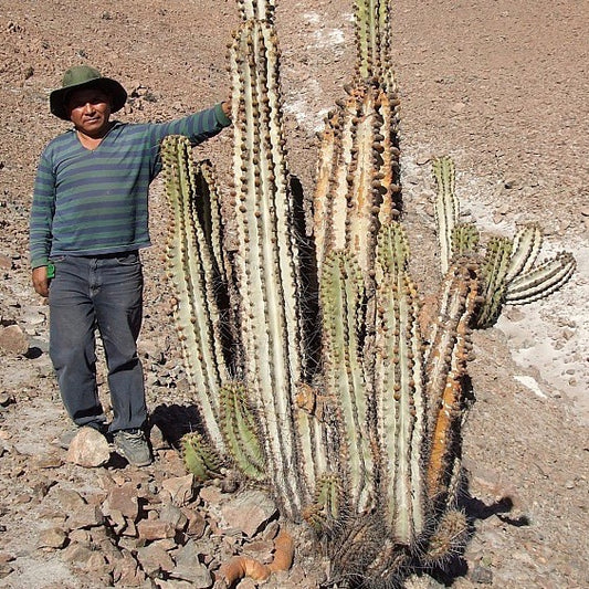 Schedule an appointment with Dr. Cactus