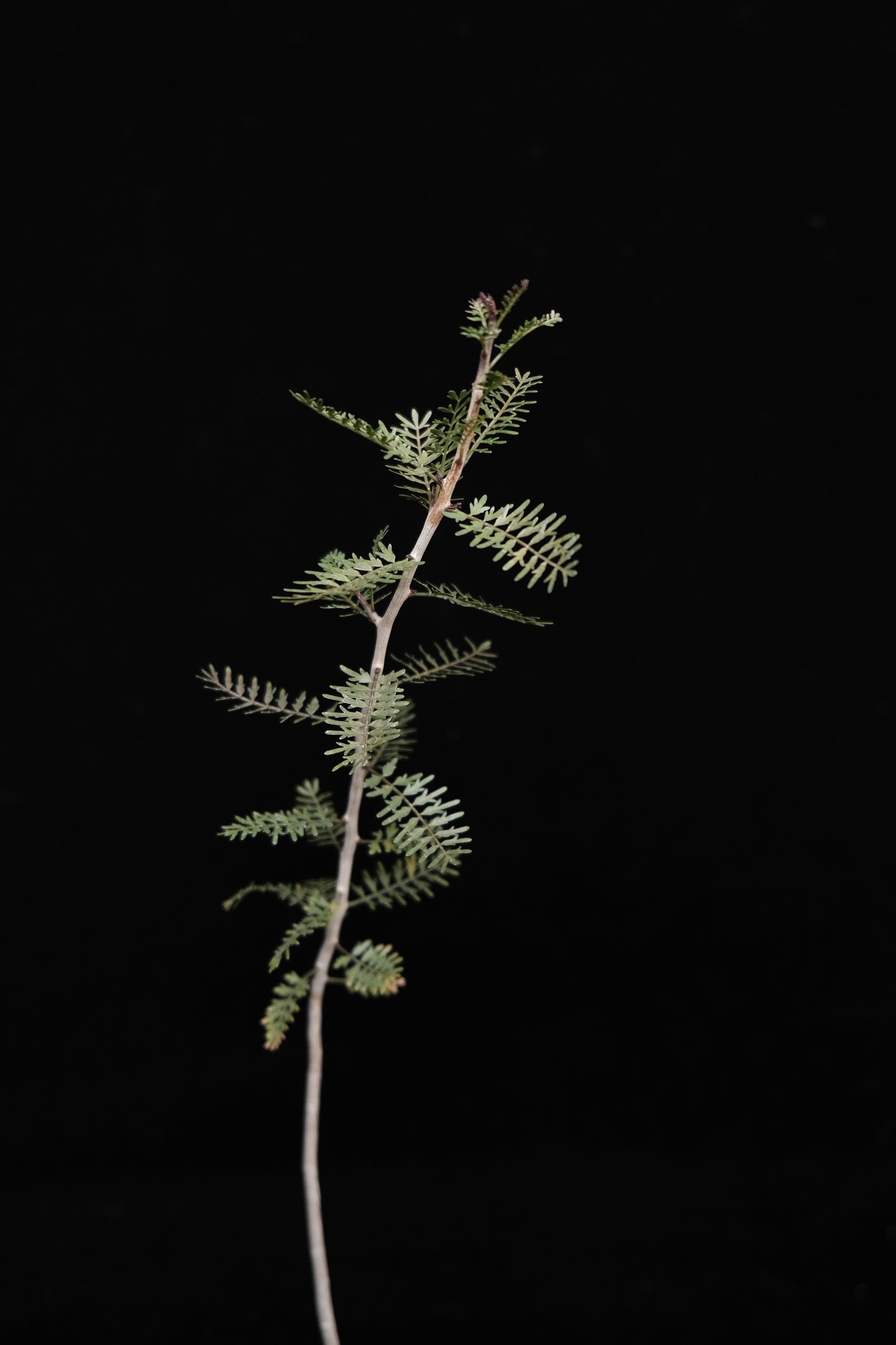 Bursera microphylla seedling