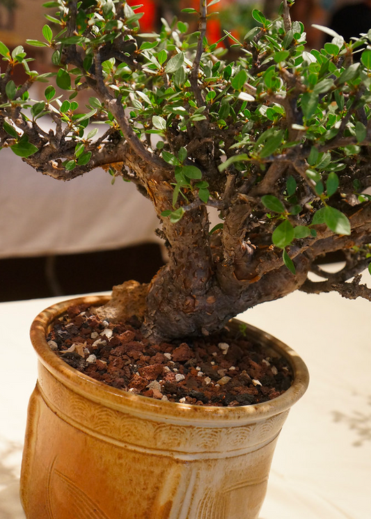 Bursera schlechtendalii