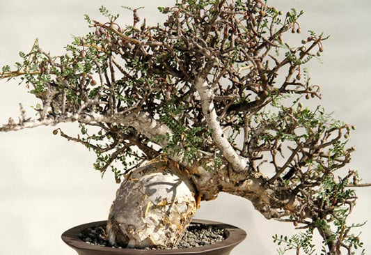 bursera microphylla specimen bonsai
