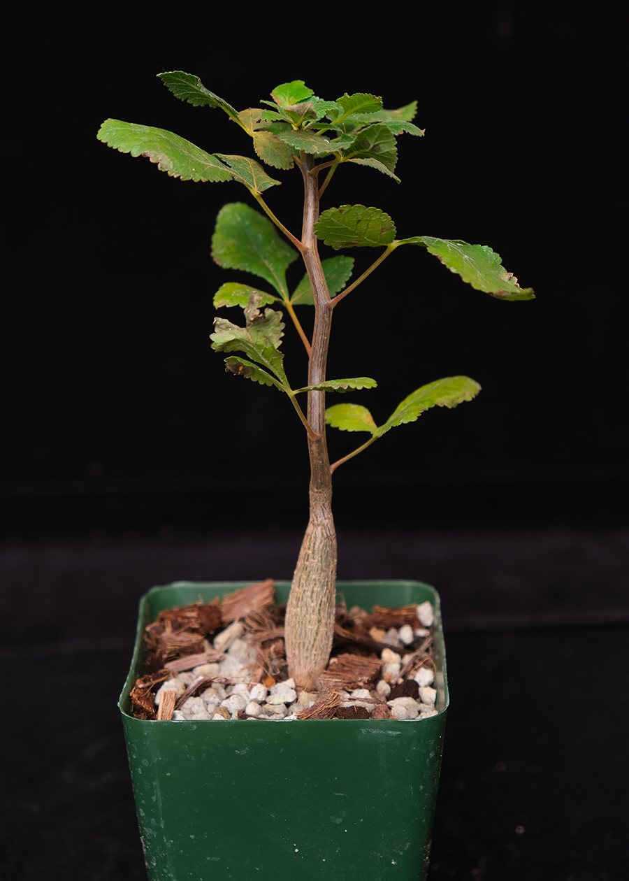 Bursera hindsiana