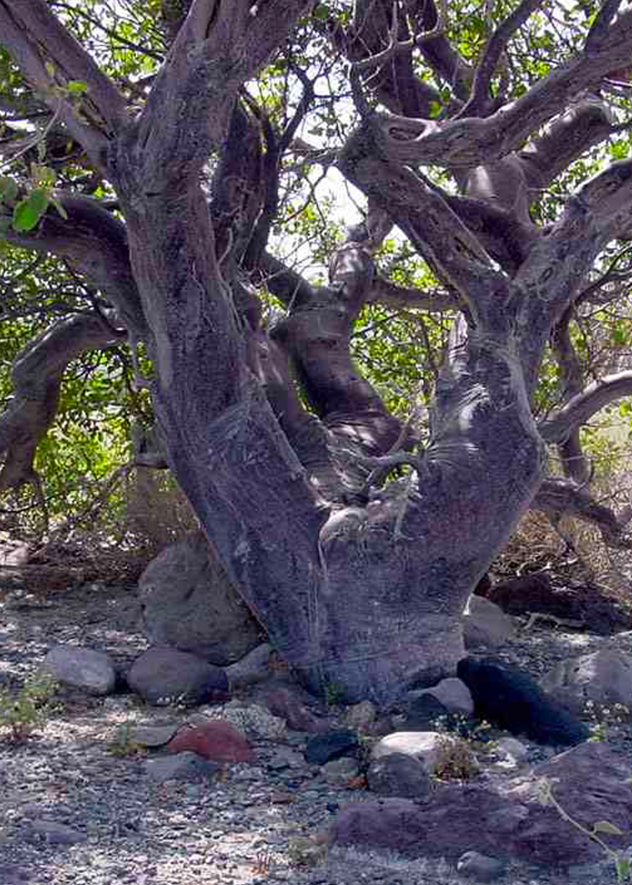 Bursera hindsiana