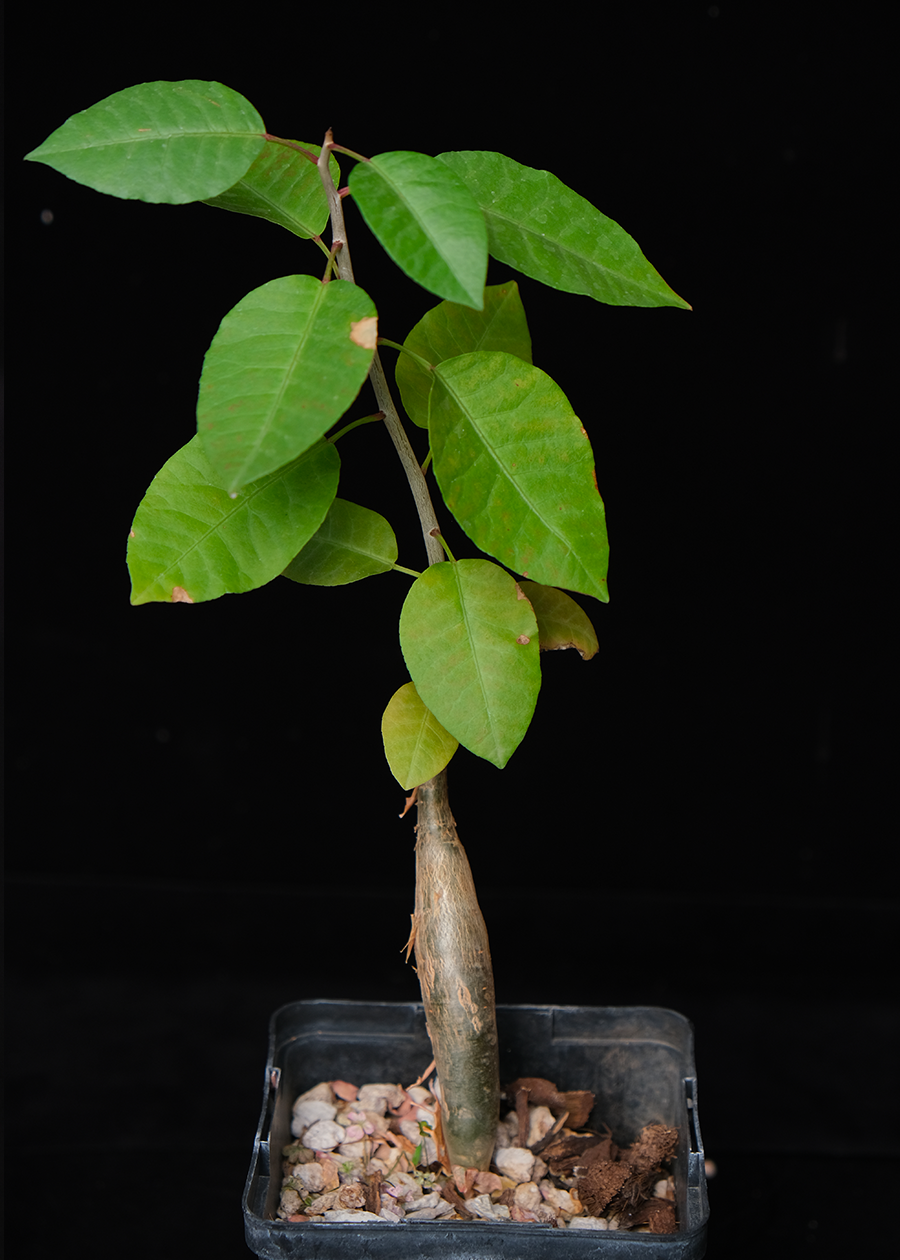 Bursera schlechtendalii