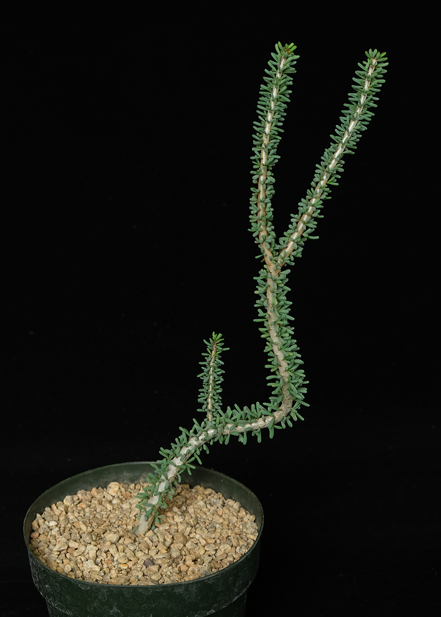 Ceraria namaquensis