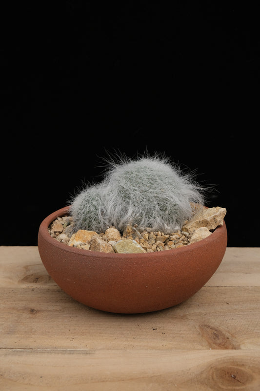 Cereal Bowl