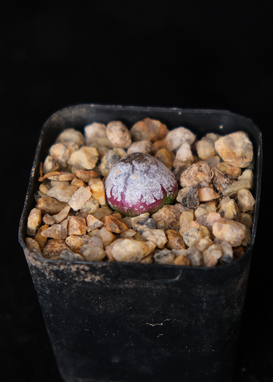 Conophytum burgeri