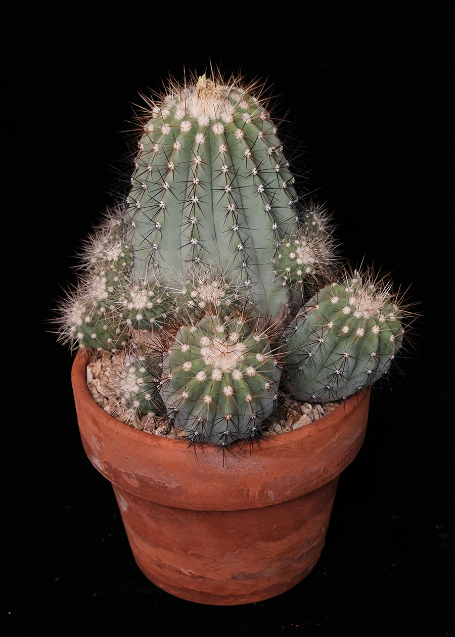 Copiapoa cinerea var. albispina