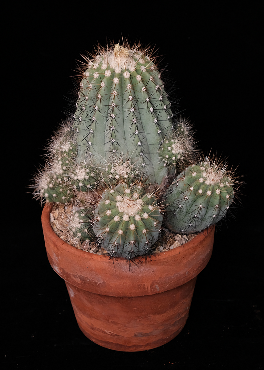 Copiapoa cinerea var. albispina – Cactaceae Storeiencius