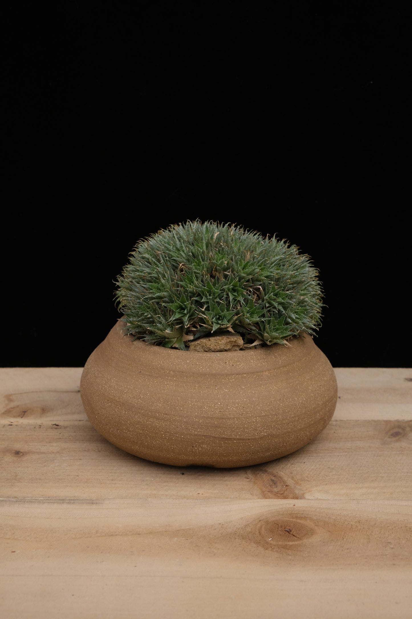 Cow Pie Pot