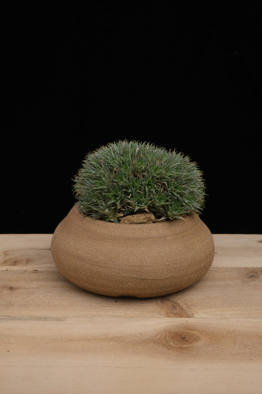 Cow Pie Pot
