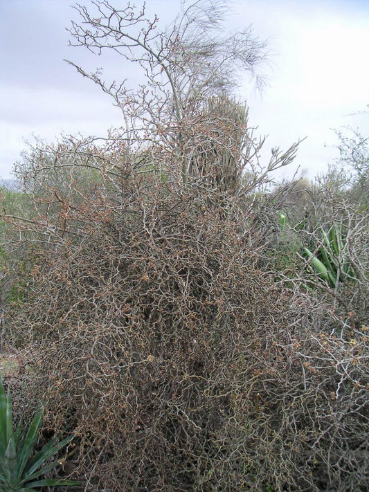 Decarya madagascariensis multi-branch