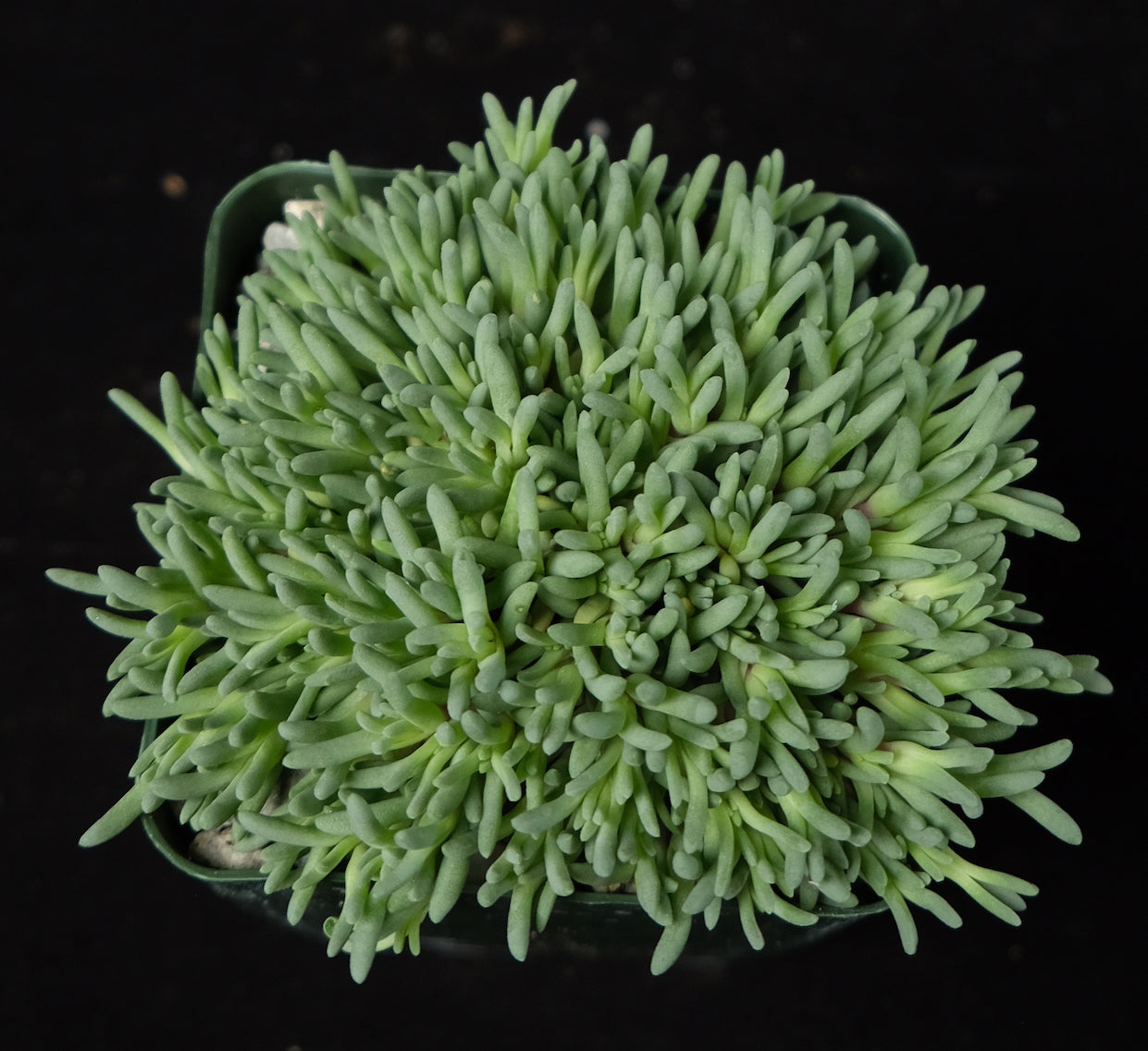 Delosperma sphalmanthoides