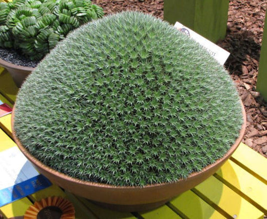 Deuterocohnia brevifolia