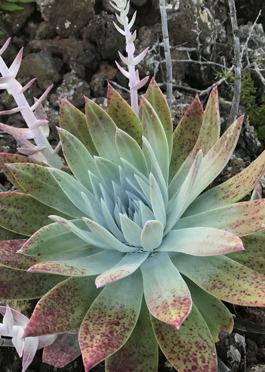 Dudleya anthonyi