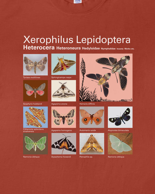 Taxa Shirt 7: The Xerophilus Lepidoptera