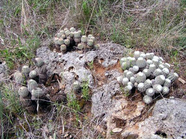 Echinocereus reichenbachii