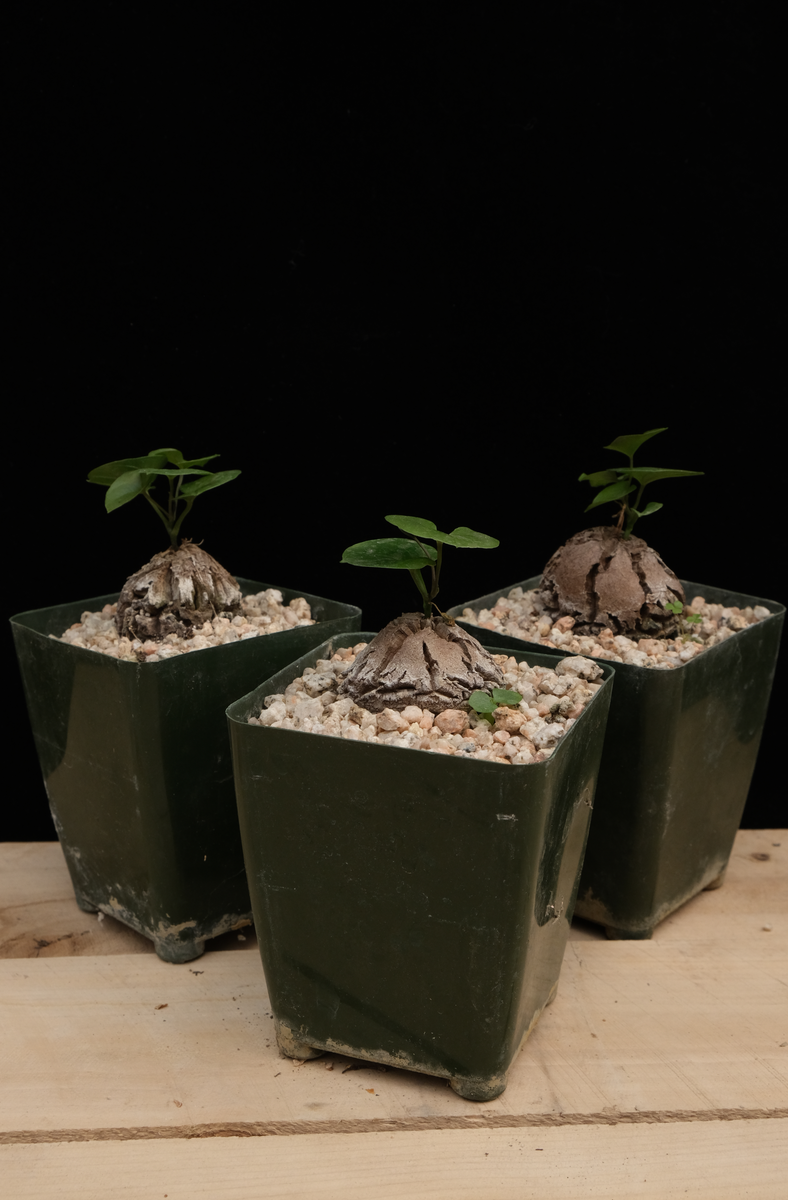 Dioscorea elephantipes – Cactaceae Storeiencius