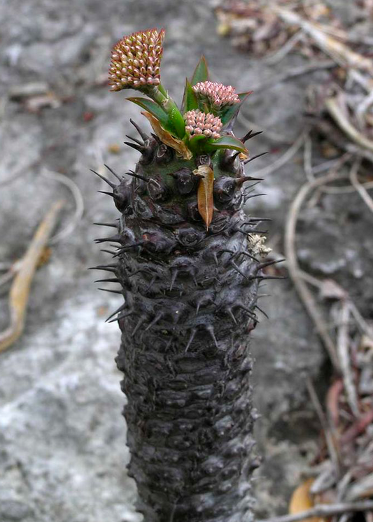 Euphorbia pachypodioides