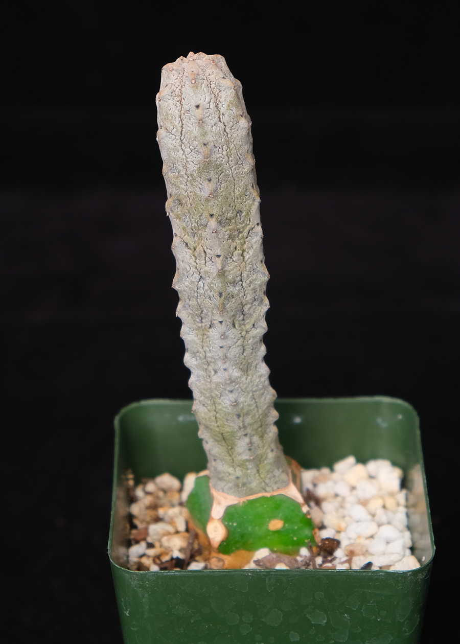 Euphorbia abdelkuri