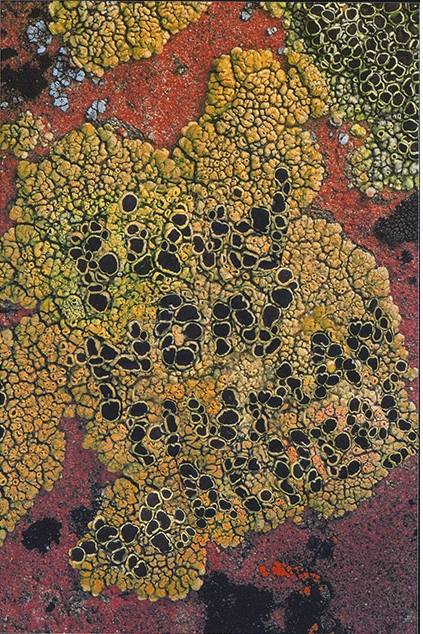 Find Nonhuman Teachers 1: Lichen Shirt