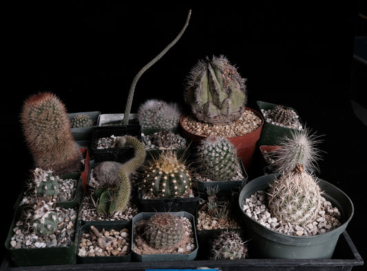 Start a collection #5