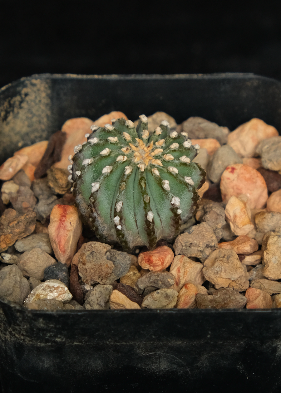 Geohintonia mexicana