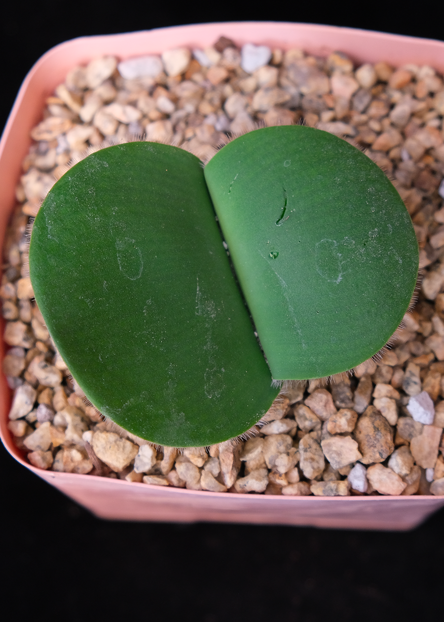 Haemanthus deformis