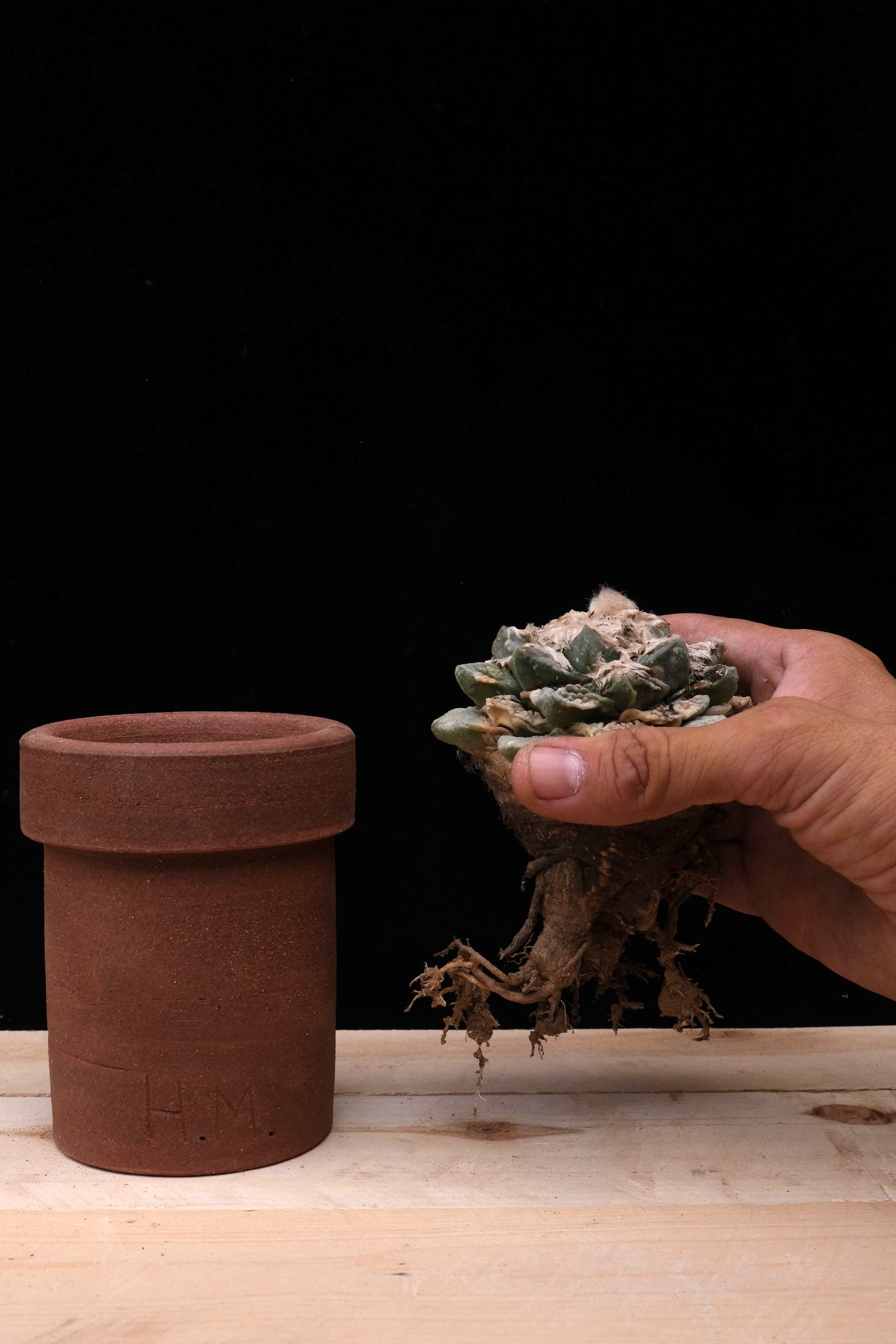 Hamilton Morris Peyote Pot var. alberto-vojtechii