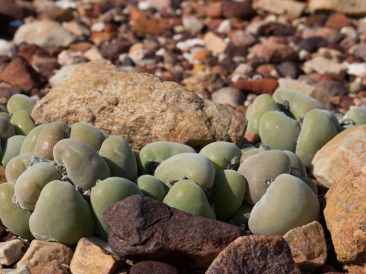 Muiria hortenseae - 2 plants