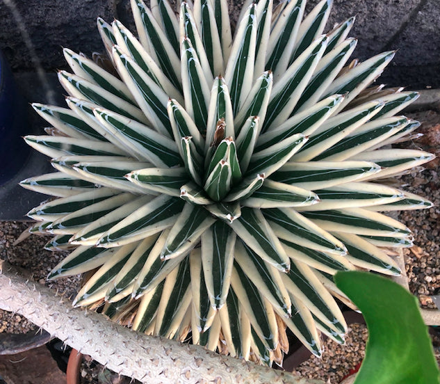white rhino succulent Agave "White Rhino" – Cactaceae Storeiencius