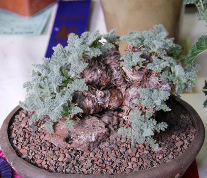 pelargonium succulent Pelargonium appendiculatum – Cactaceae Storeiencius