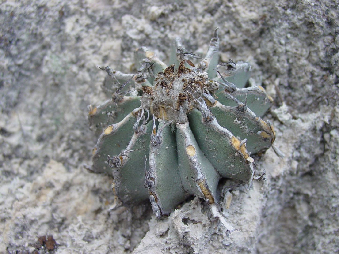 Geohintonia mexicana