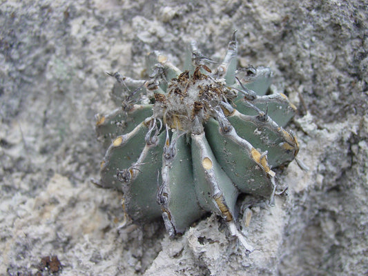 Geohintonia mexicana